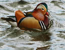 Duck Facts 2